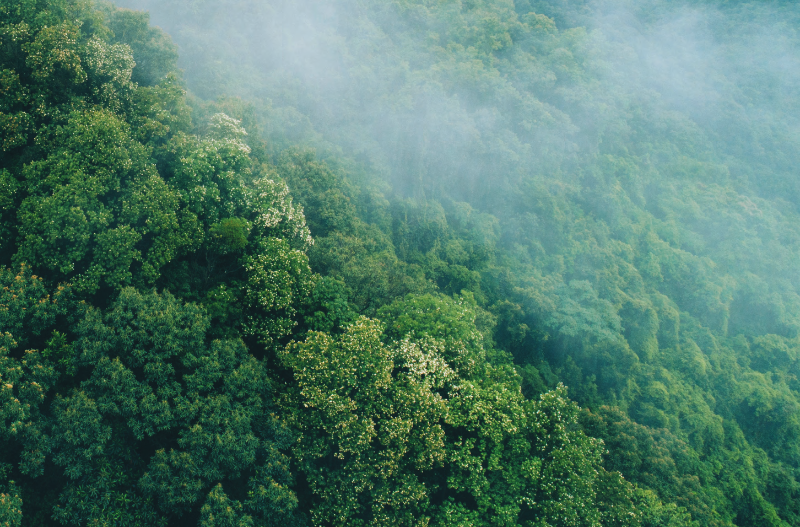 A misty green forest at sunrise